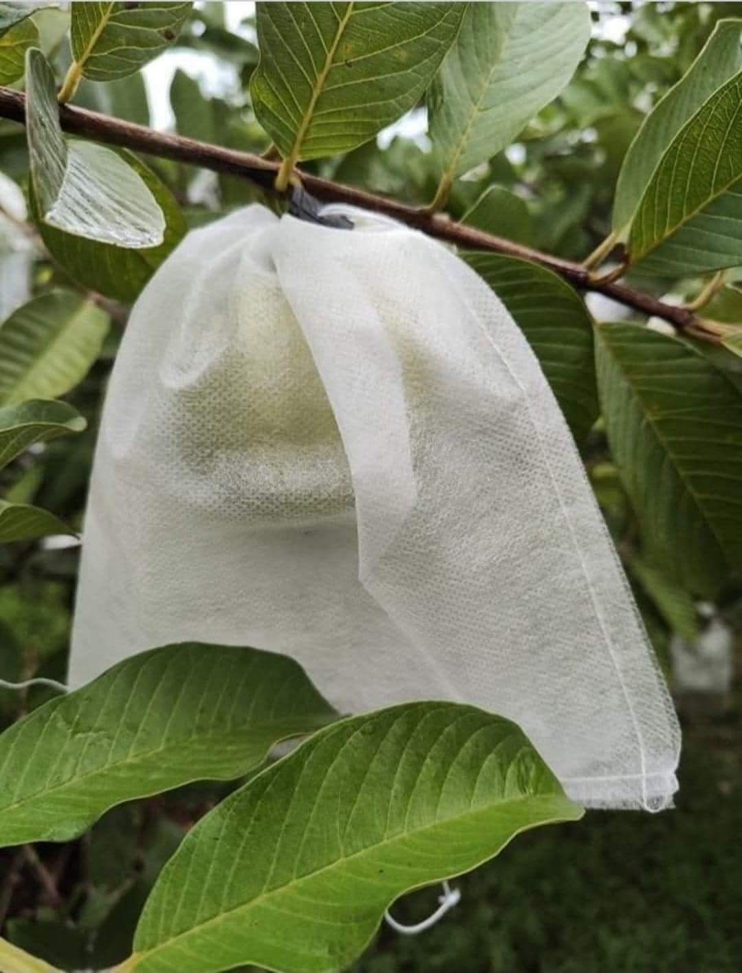 Túi bọc trái cây kích thước 16x 20cm (ổi,cam,...)