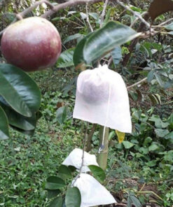 Túi bọc trái cây kích thước 20x25cm bọc xoài, na.